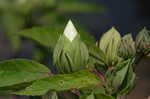 Swamp rosemallow